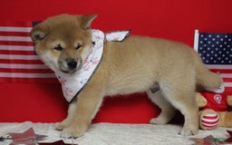 Shiba Inu dogs for sale: Larry - Image 43