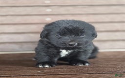 Newfoundland dogs for sale: Pixie - Image 2
