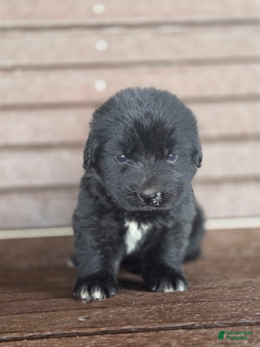Newfoundland dogs for sale: Pixie - Image 2