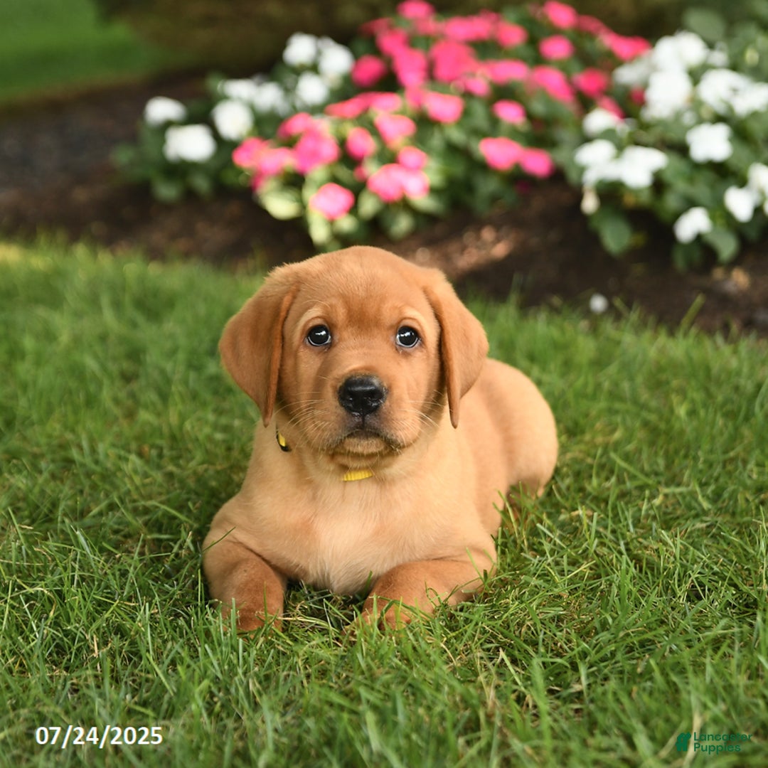 Labrador Retriever dogs for sale: Scout - Image 3