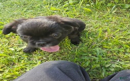 French Bulldog dogs for sale: Fluffy Female Liz - Image 1