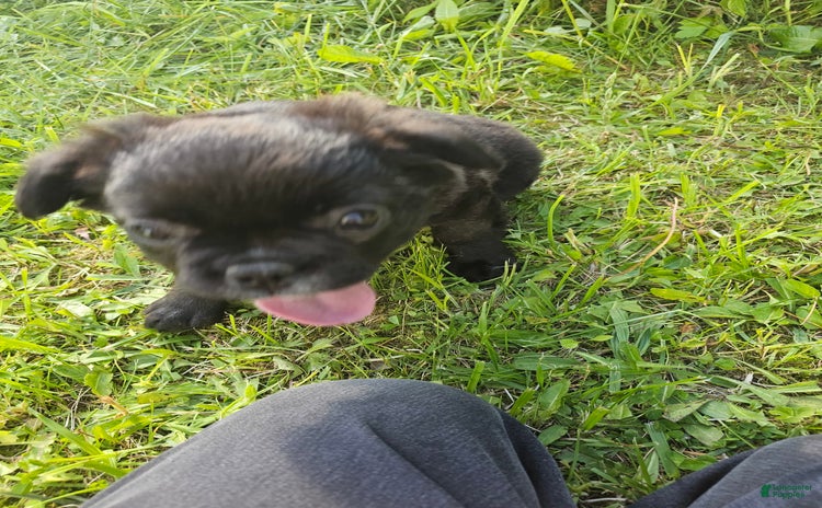 French Bulldog dogs for sale - Ad 2