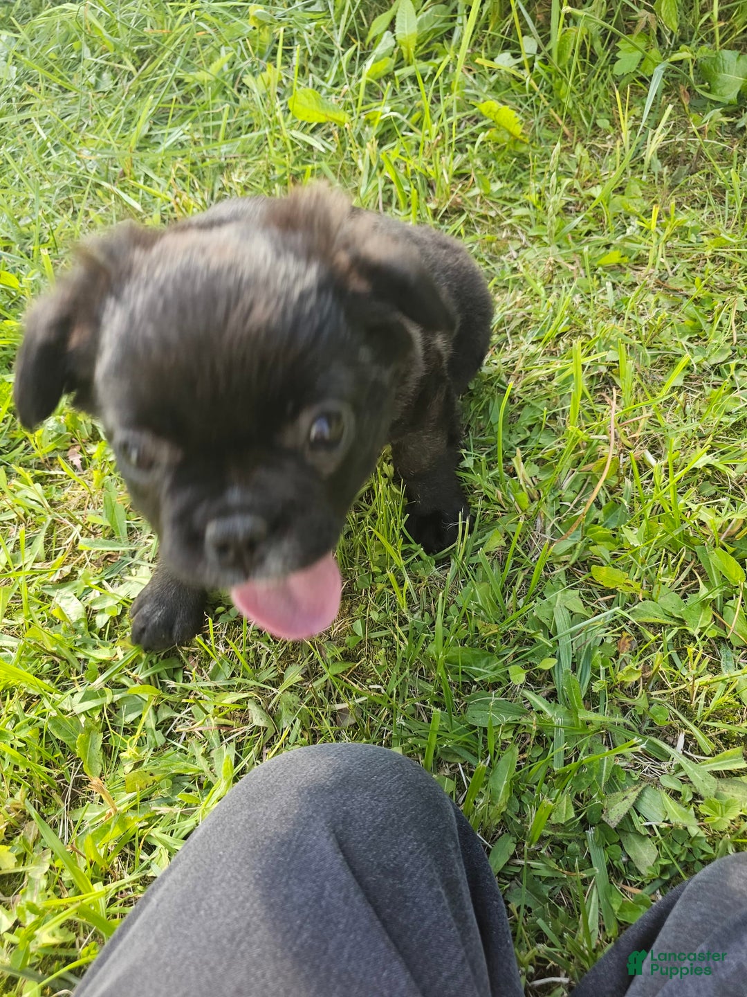 French Bulldog dogs for sale: Fluffy Female Liz - Image 1