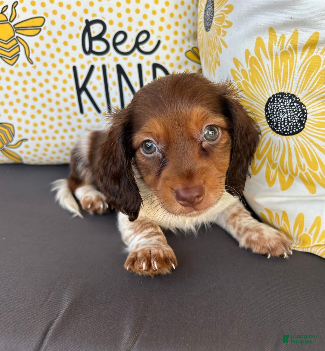 Miniature Dachshund dogs for sale: Rhett - Image 6