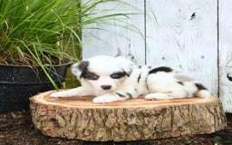 Miniature Australian Shepherd dogs for sale: Holly - Image 10