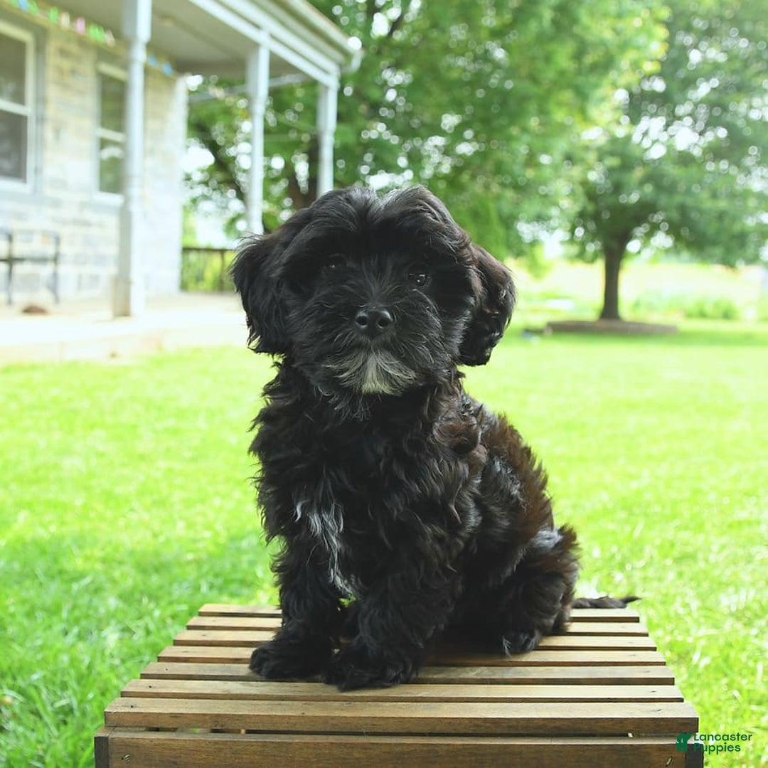 Havapoo dogs for sale: House Raised Billy - Image 6