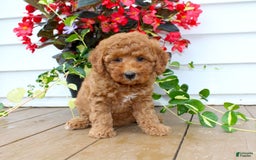 Mini Goldendoodle dogs for sale: Karly - Image 10