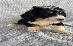 Mini Bernedoodle dogs for sale: Milo - Image 8