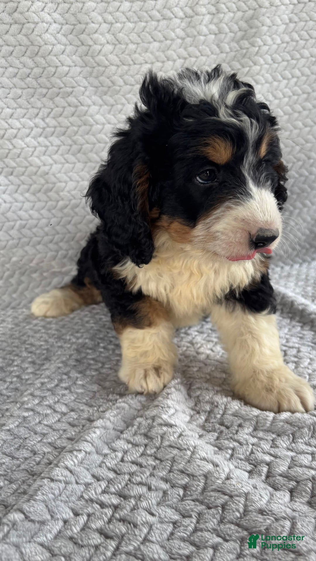 Mini Bernedoodle dogs for sale: Milo - Image 8