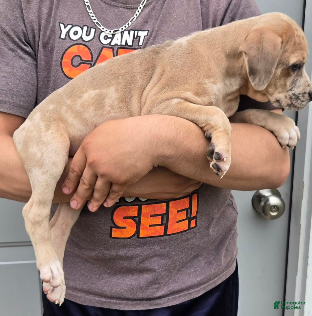 Staffordshire Bull Terrier dogs for sale: Hawks Ironman - Image 1