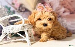 Maltipoo dogs for sale: Dark Pink Collar - Image 17