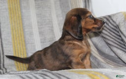 Miniature Dachshund dogs for sale: Zero - Image 3