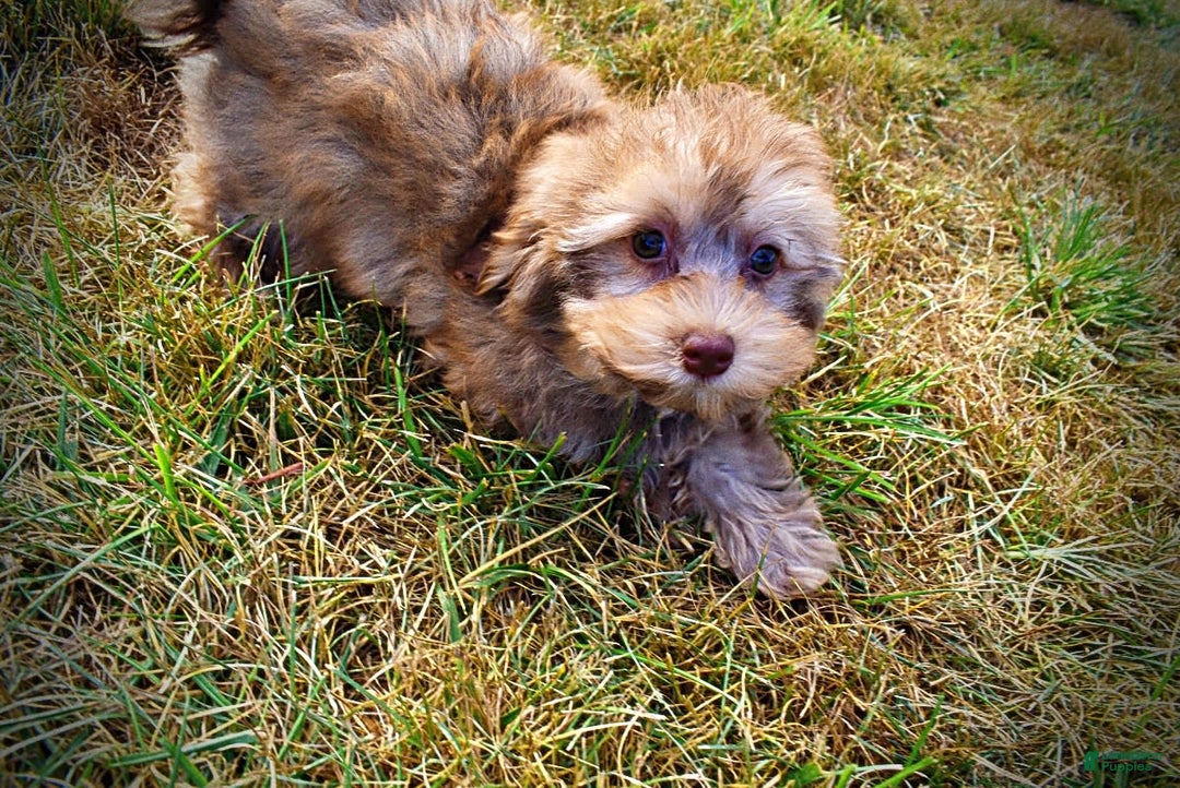 Havapoo dogs for sale: Jazzy - Image 8