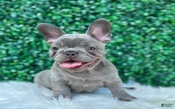 French Bulldog dogs for sale: Hunter - Image 7