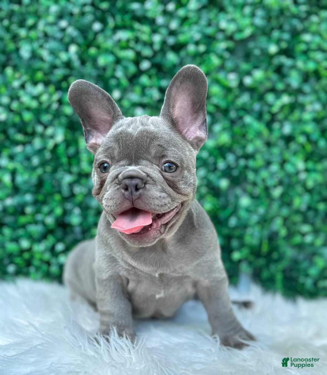 French Bulldog dogs for sale: Hunter - Image 7