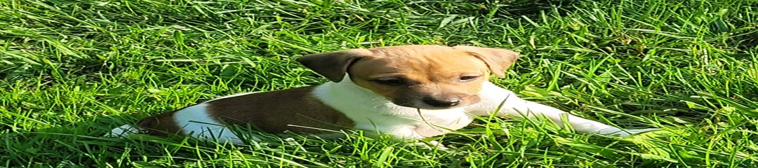 Jack Russell Terrier Pike