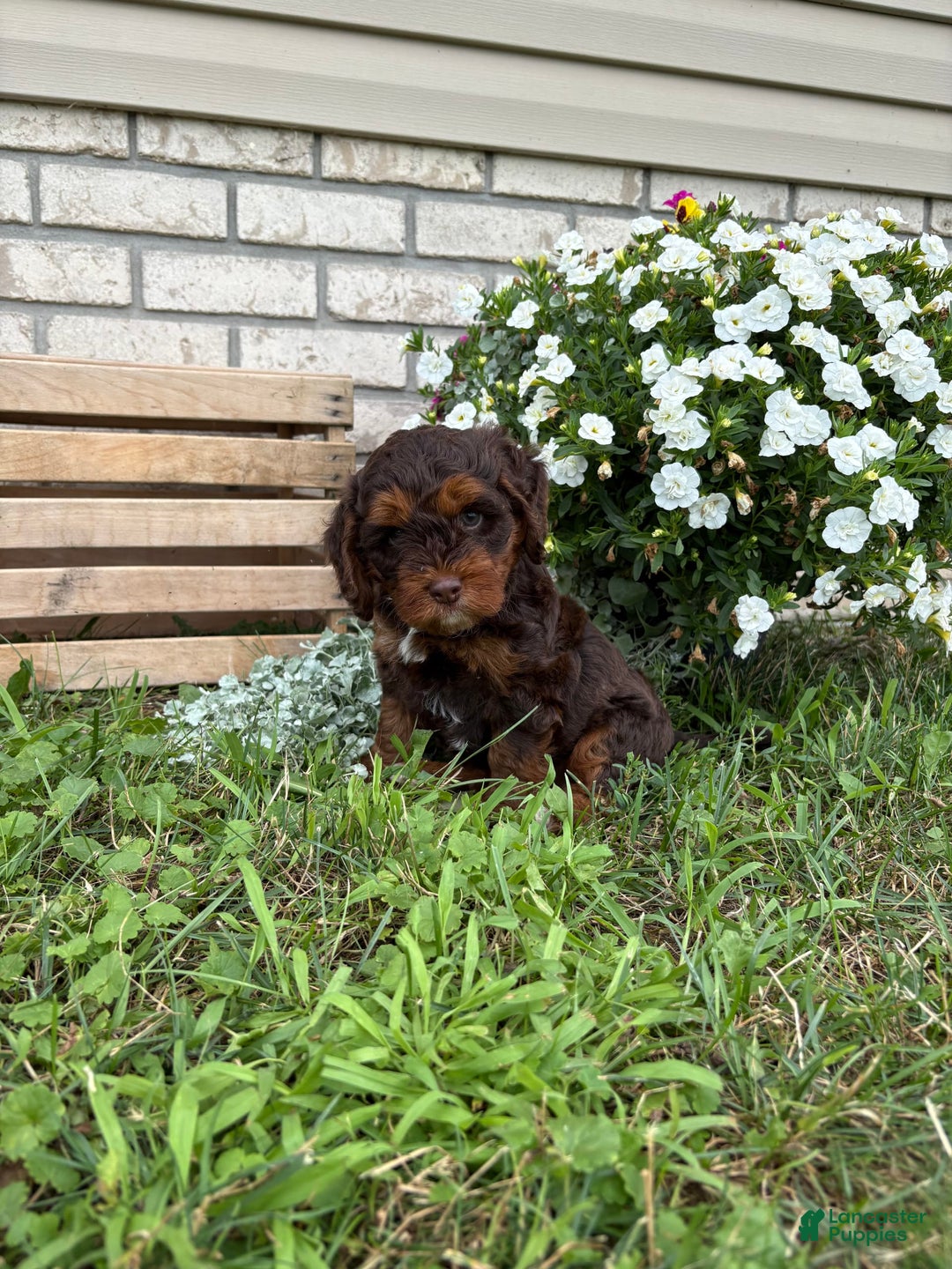 Beagle dogs for sale: Chester - Image 5