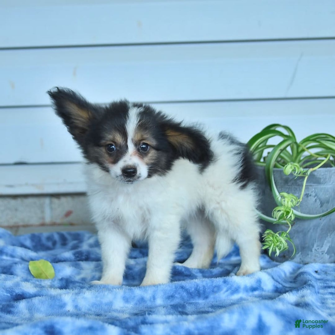 Papillon dogs for sale: Milo - Image 2