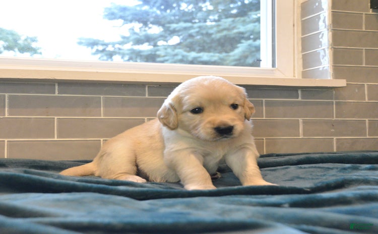 Golden Retriever dogs - Advert 34