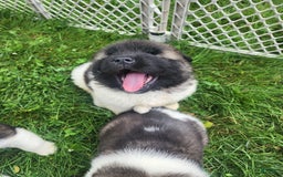 Akita dogs for sale: Akita 5 puppies - Image 6