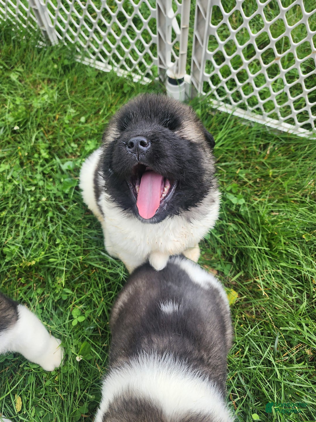 Akita dogs for sale: Akita 5 puppies - Image 6