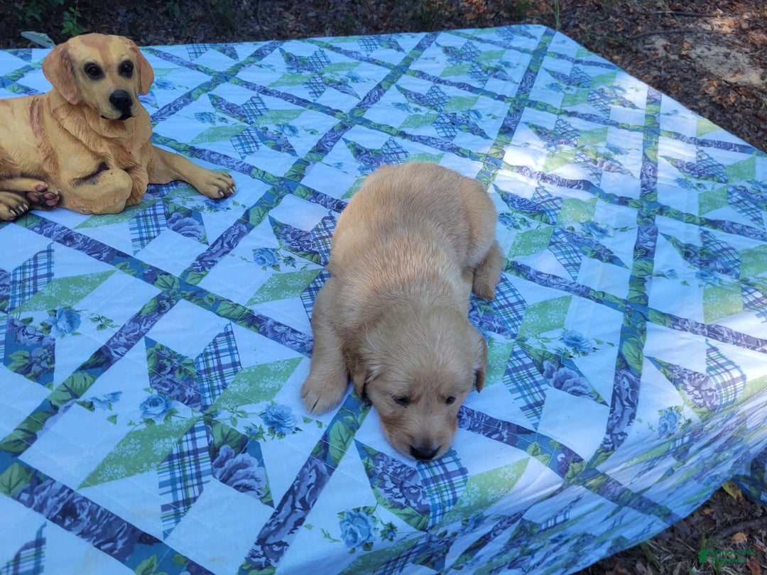 Golden Retriever dogs for sale: Maggie - Image 2