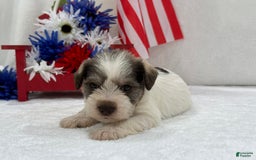 Miniature Schnauzer dogs for sale: Paisley Male 2 - Image 8
