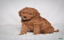 Mini Goldendoodle dogs for sale: Petite Scotty - Image 3