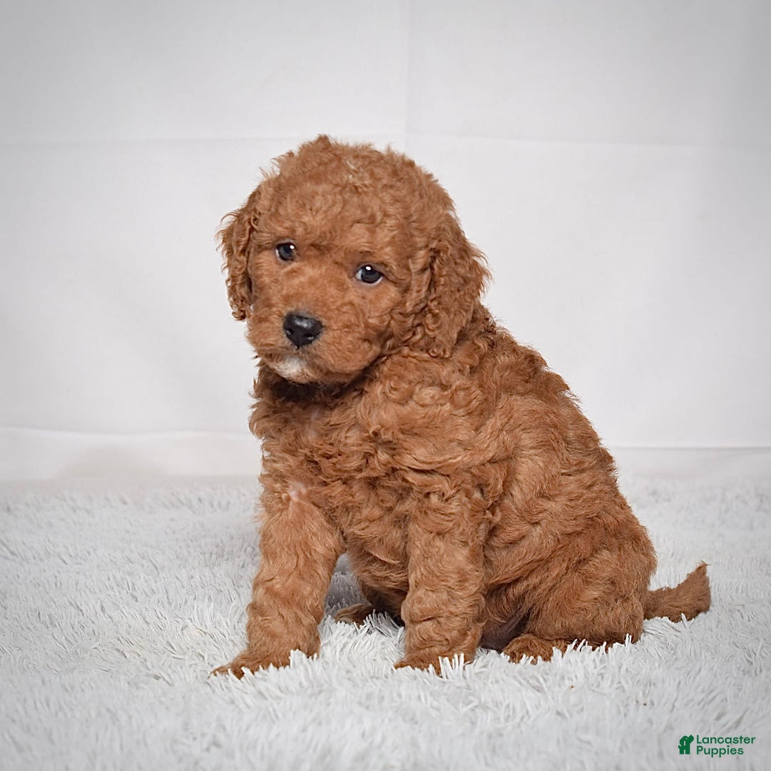 Mini Goldendoodle dogs for sale: Petite Scotty - Image 3