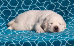 Labrador Retriever dogs for sale: Monroe - Image 1