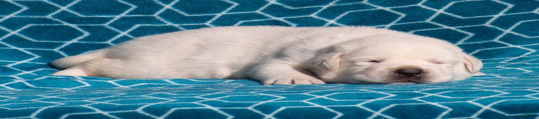 Monroe