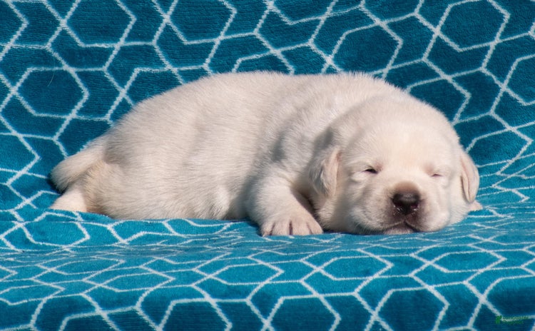 Labrador Retriever dogs for sale - Ad 3