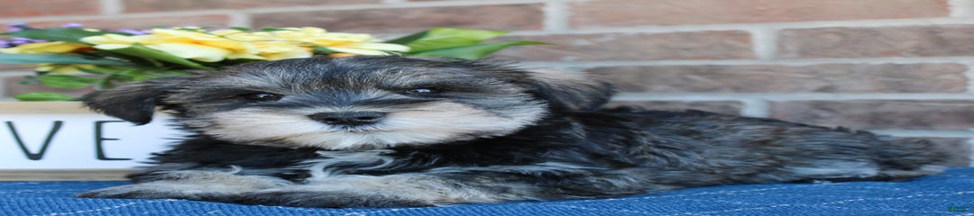 Murphy