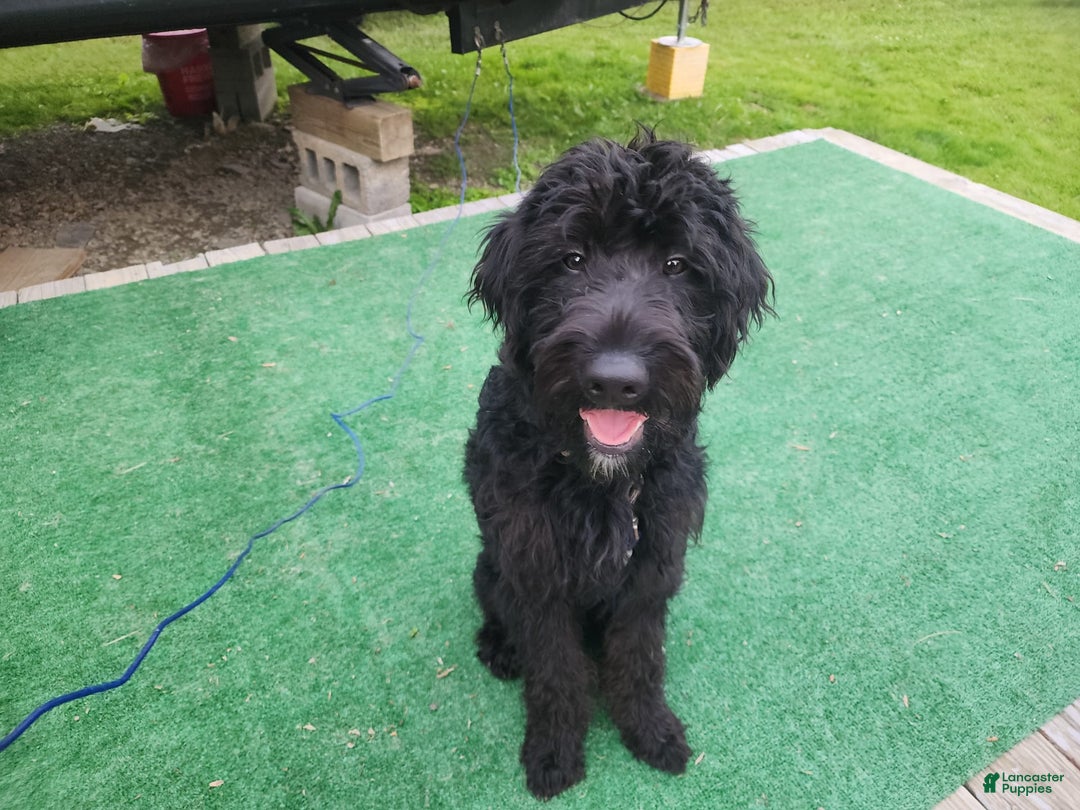 Labradoodle dogs for sale: Ruby - Image 15