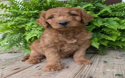 Goldendoodle dogs for sale: Dash - Image 11