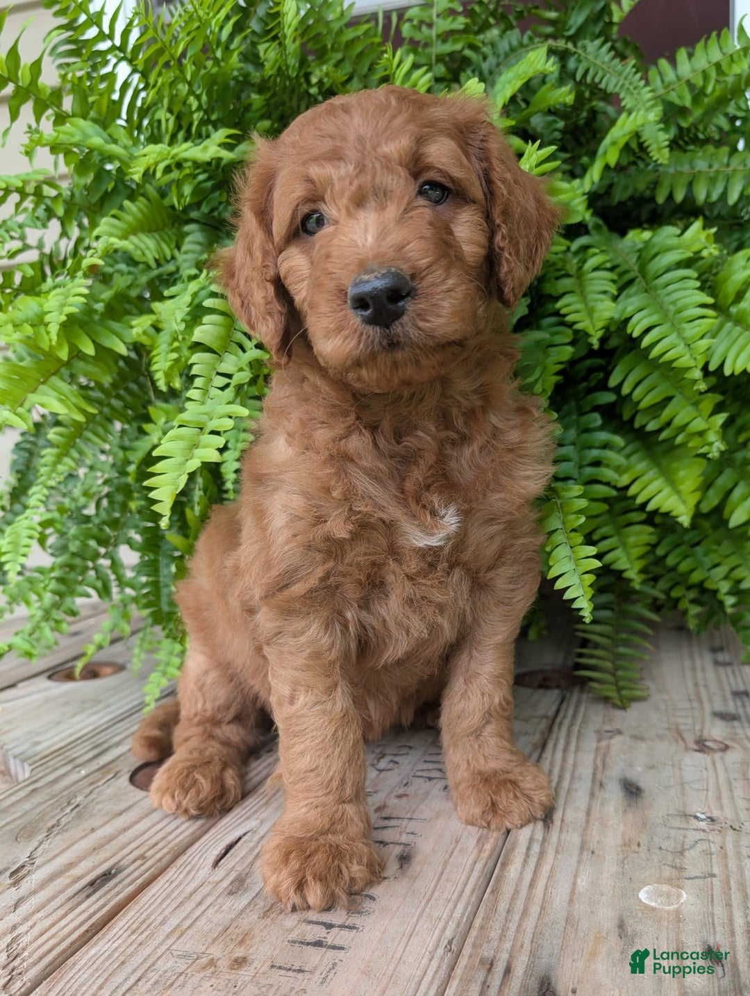 Goldendoodle dogs for sale: Dash - Image 11