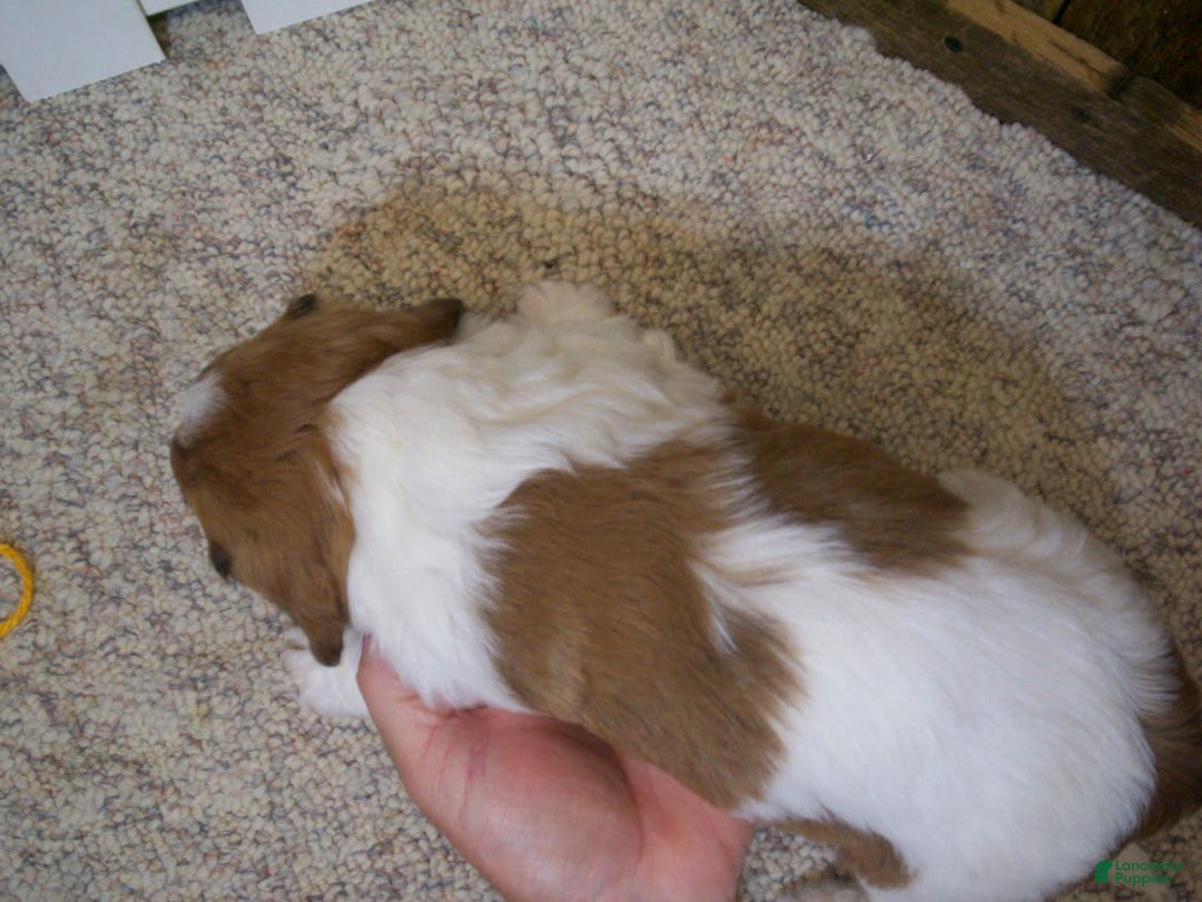 Cavachon dogs for sale: Boots - Image 9