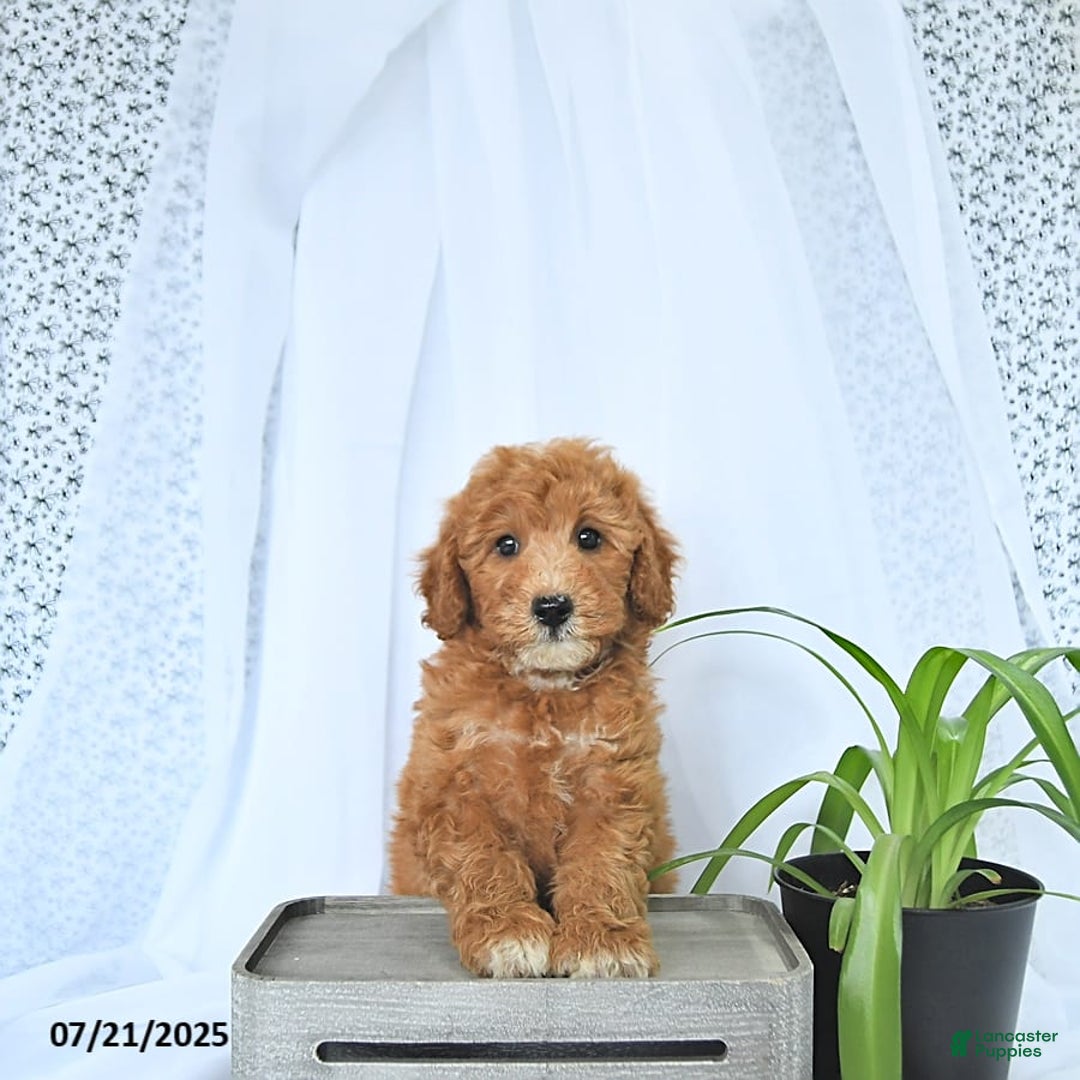 Mini Goldendoodle dogs for sale: Mason - Image 8