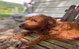  dogs for sale: Nova - Image 5