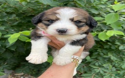 Bernedoodle dogs for sale: 🌸pink Pineapple - Image 9