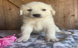 Great Pyrenees dogs for sale: Stella - Image 1