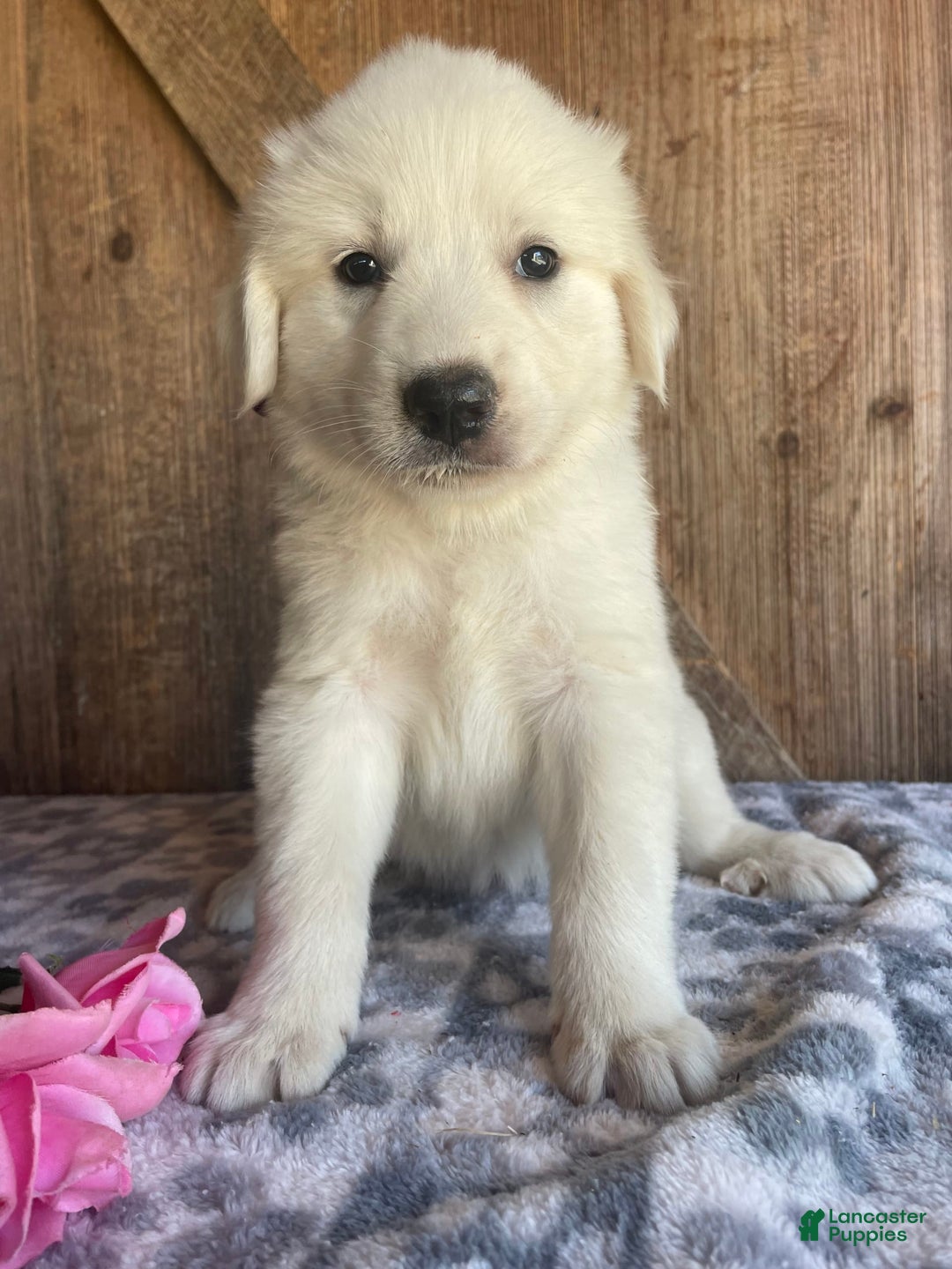 Great Pyrenees dogs for sale: Stella - Image 1