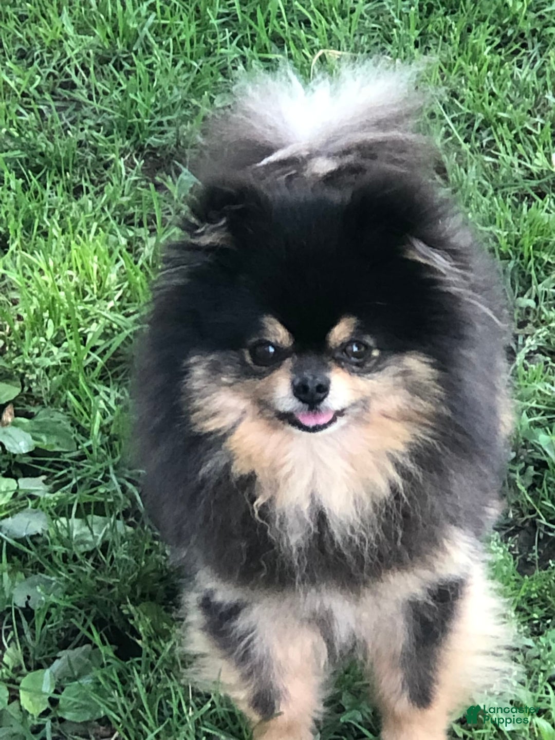Pomeranian dogs for sale: Akc Madison - Listing for pets: Akc Madison - Image 6