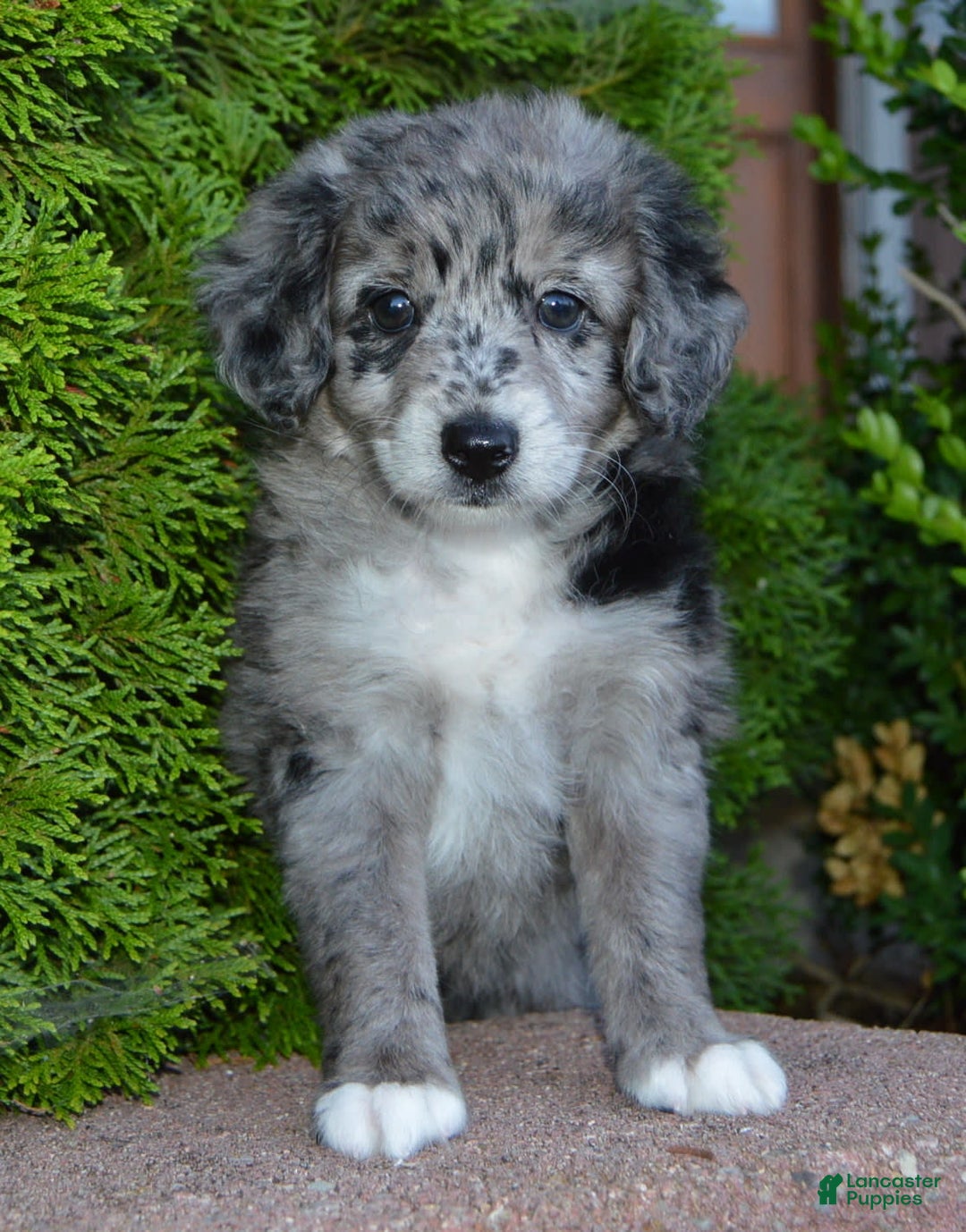 Mini Aussiedoodle dogs for sale: Mini Angel - Image 12