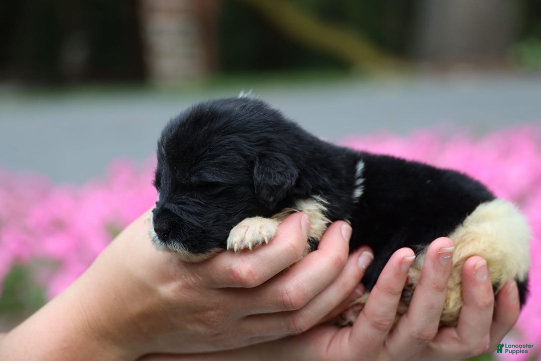 Newfoundland dogs for sale: Willow - Image 5