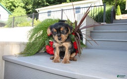 Yorkshire Terrier dogs for sale: Tucker - Image 18