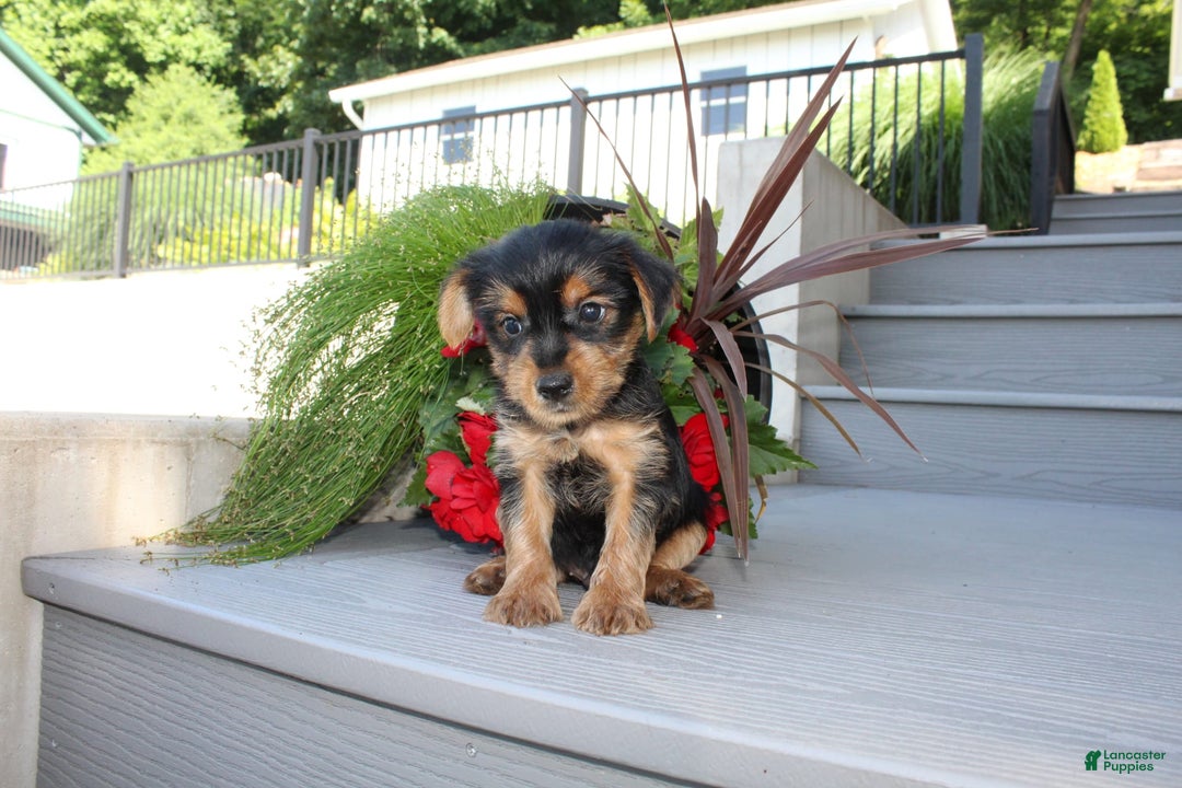 Yorkshire Terrier dogs for sale: Tucker - Image 18