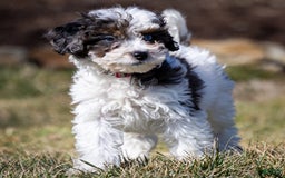 Cavapoo dogs for sale: Timon - Image 11