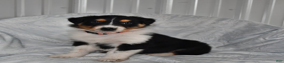 Cookie