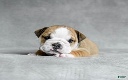 English Bulldog dogs for sale: Martha - Image 6